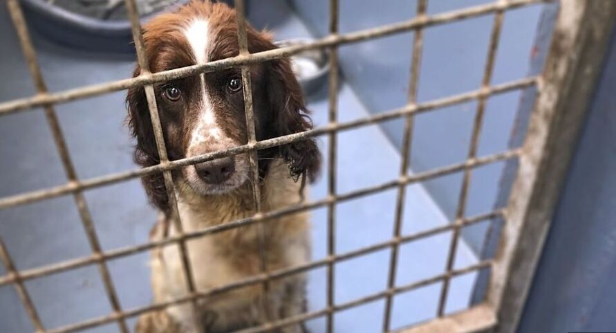 Dog resting in crate